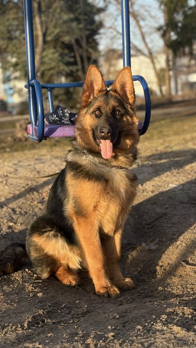 Дівчинка німецької вівчарки