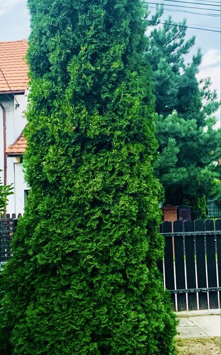 TUJA SZMARAGD - zdrowa i piekna - 1 szt - na sadzonki i do przesadzenia