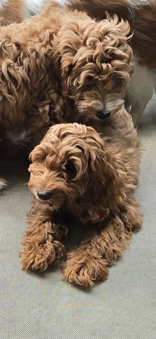 Cockapoo/ dziewczynka