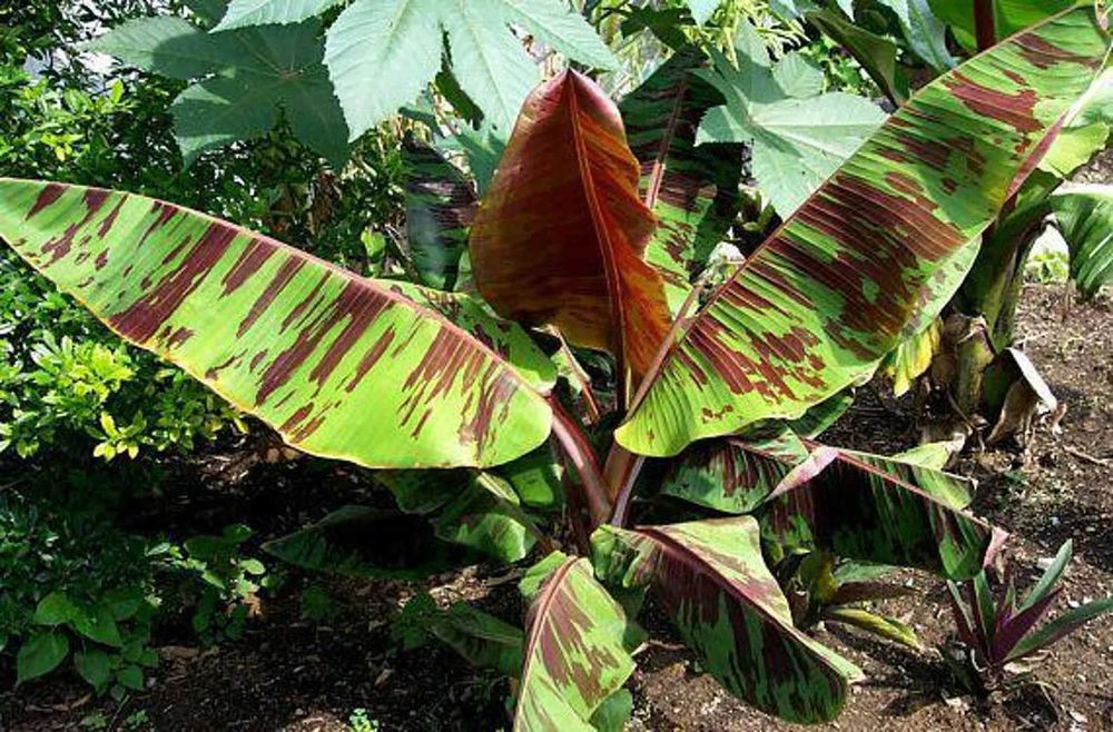 Bananeiras de varias especis