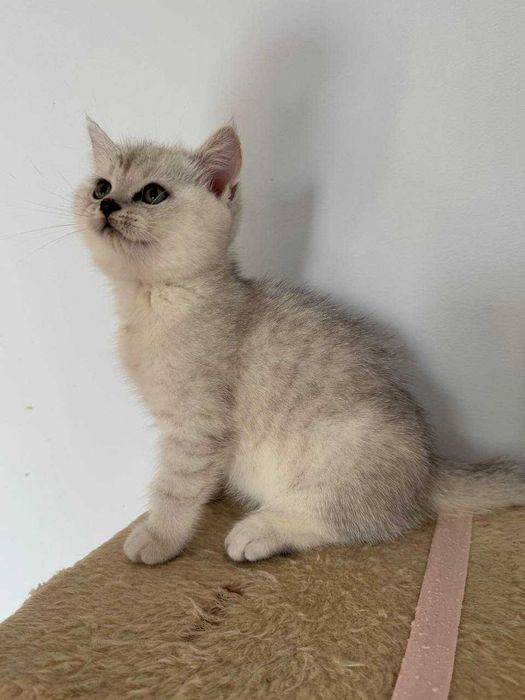 Британське кошеня  - хлопчик. Шукає свою родину.