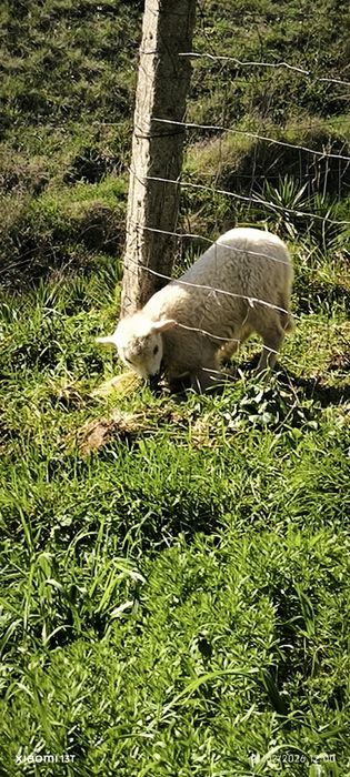 Carneiro com dois meses