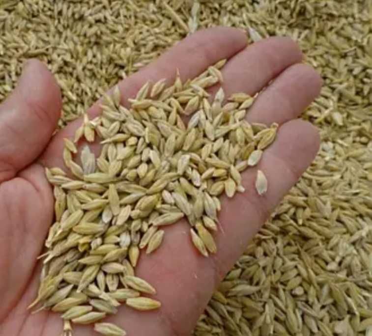 Продам   ячмінь терміново