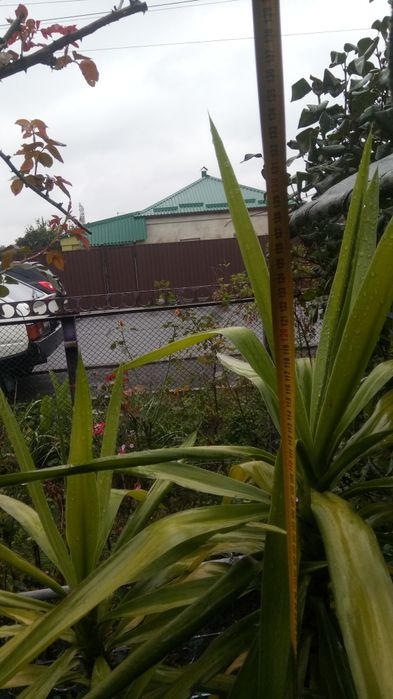 Юкка кімнатна  1500грн.