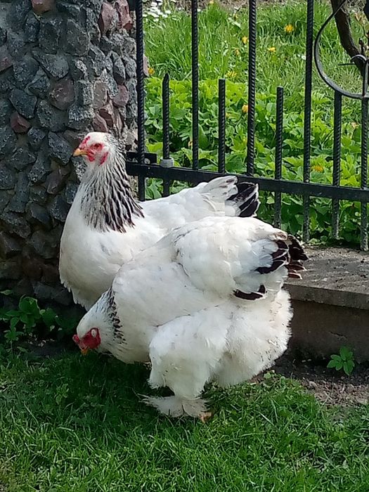 Іінкубаційне яйце елітної породи курей брама