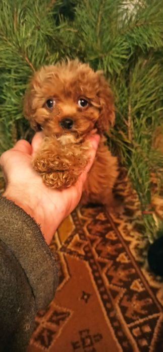 Девочка мальтипу