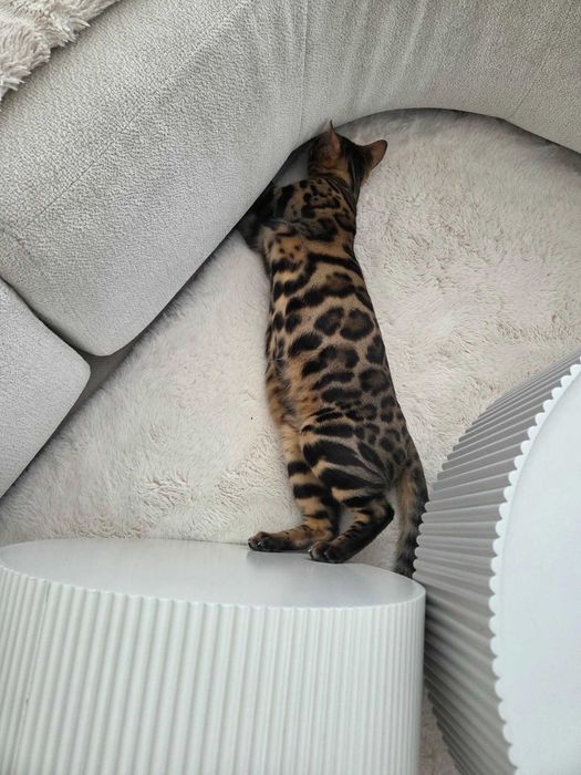kocurek bengalski brązowy