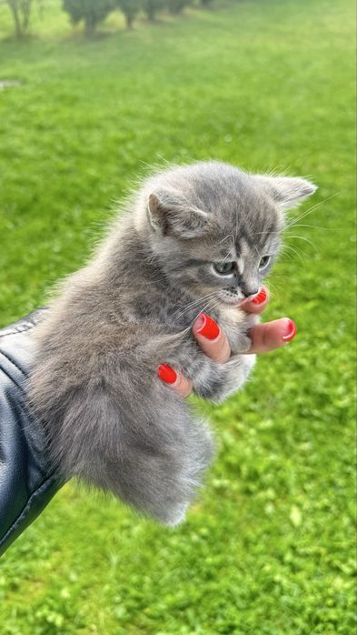 Котики кошенята продам