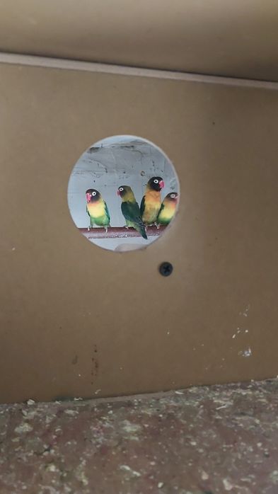 Sprzedam nierozłączki