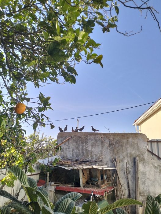 Pombos de Capoeira
