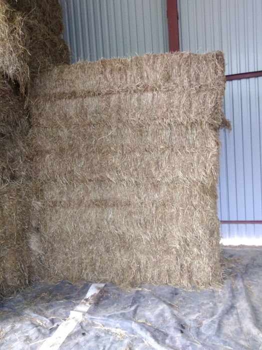 Siano 2025 duża kostka słoma transport