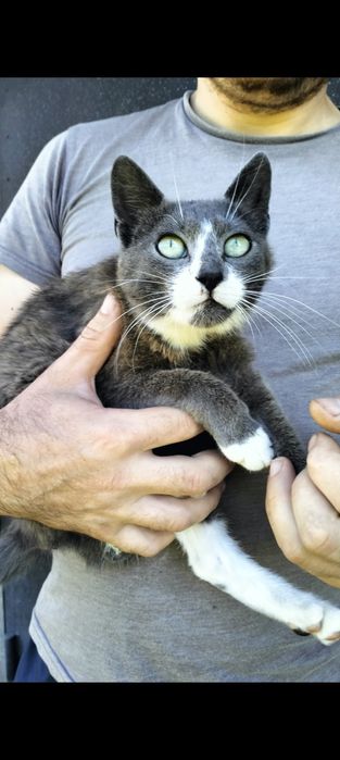 Стерилізована кішечка в добрі руки