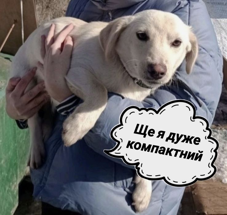 Я очень жду своих хозяев!