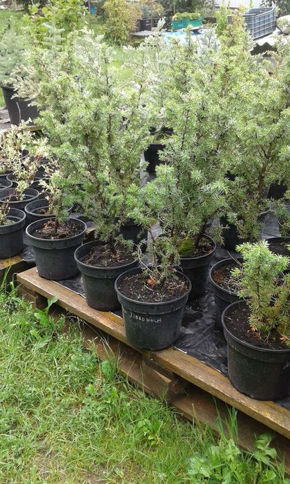 Ялівець Хіберніка обмін