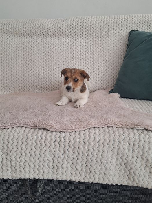 Jack russell terrier szorstko włosy