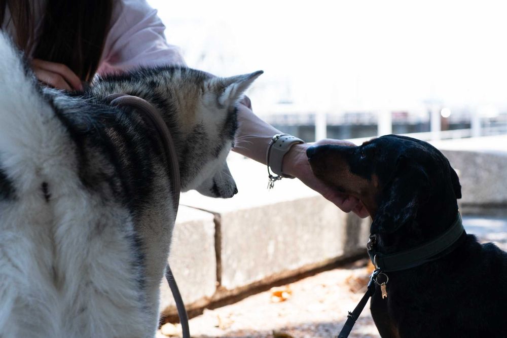 Estadia Familiar Individual - Seu pet nosso único hóspede - pet sitter