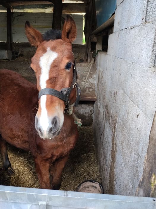 Troco poldro cruzado lusitano
