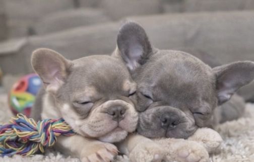 Элитные французики ! Питомник. Выбор щенков