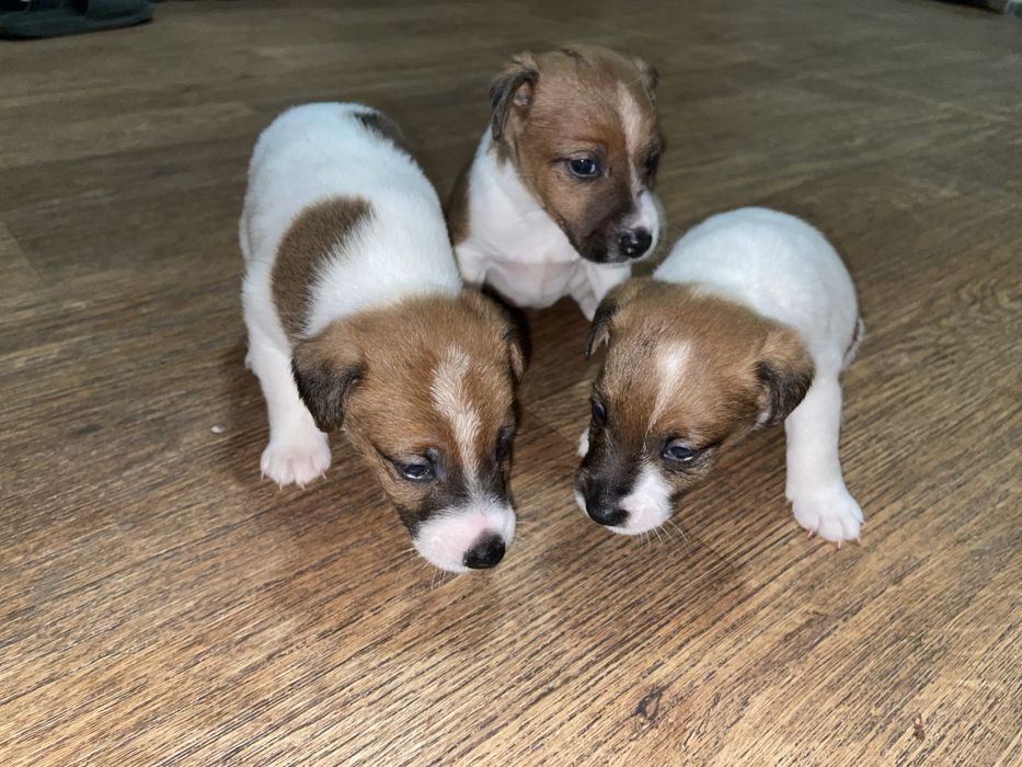 Цуценята Фокстерʼєра