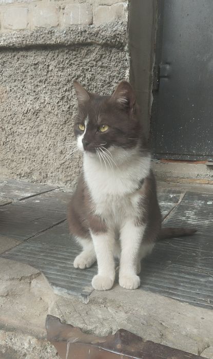 Безкоштовно котик