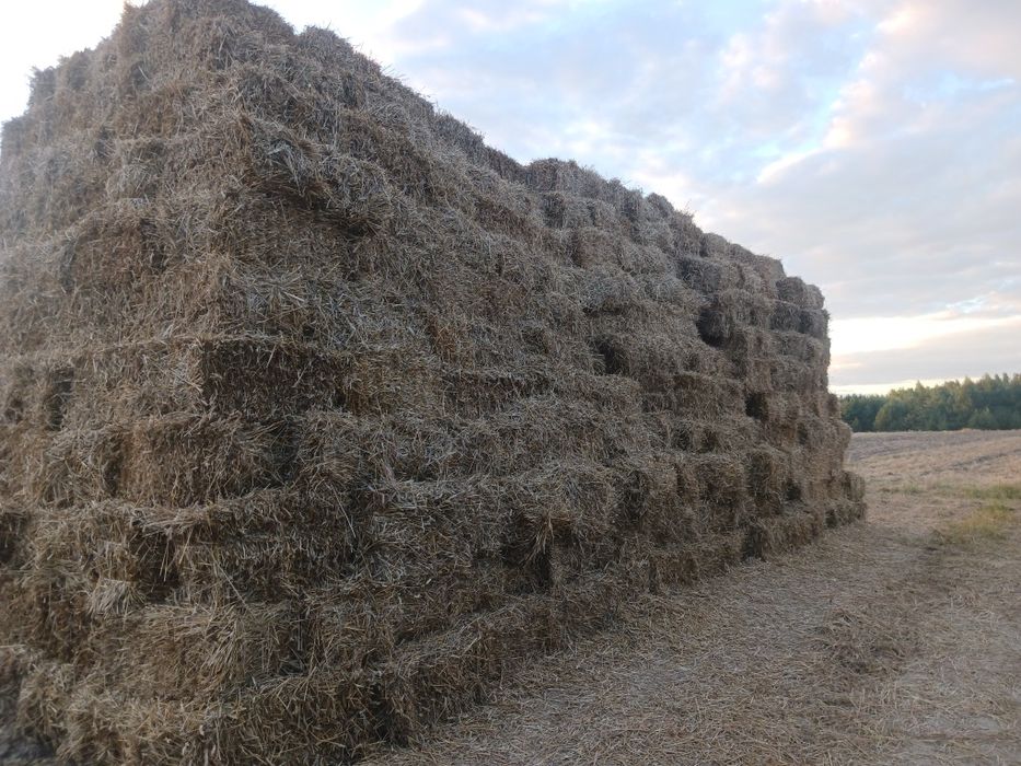 Słoma żytnia w kostkach