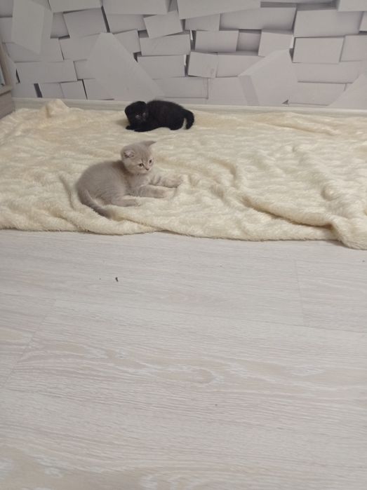 Шотланське висловухі кошенята