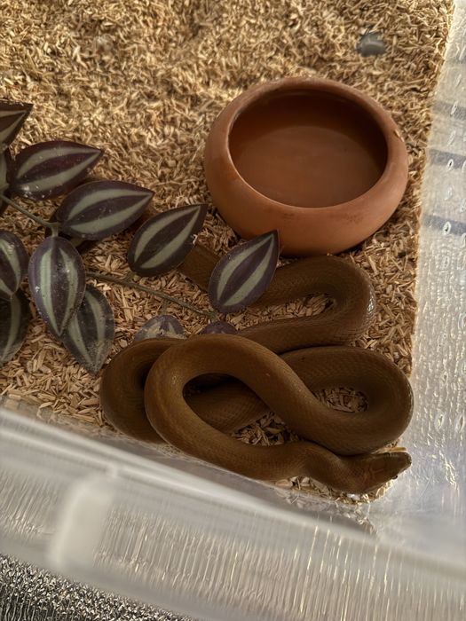 Waz mahoniowy samica roczna