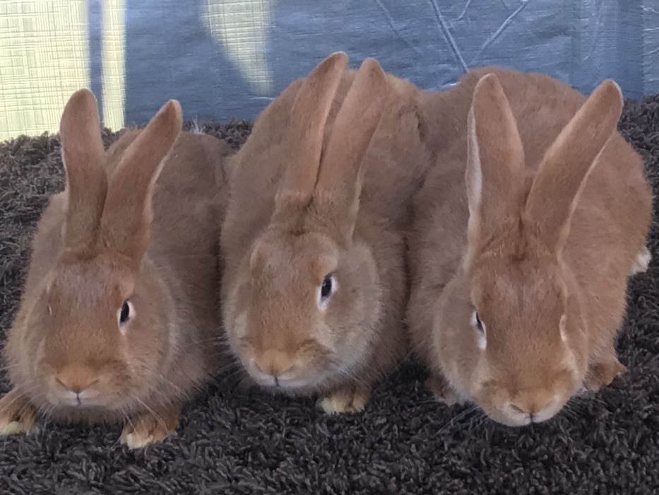 Продаються кролі