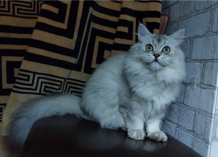 Шотландський мішка