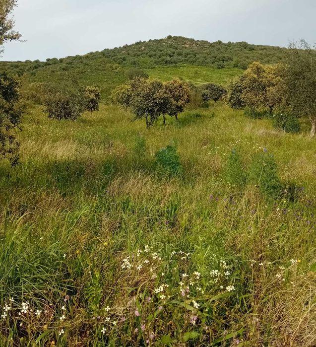 Terreno rústico com 1 Ha