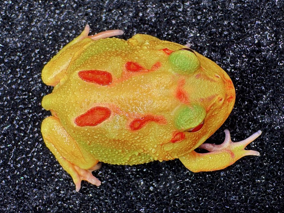 Żaby rogate Ceratophrys cornuta/cranwelli różne odmiany