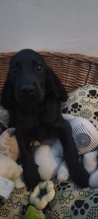 Cocker spaniel angielski chłopak