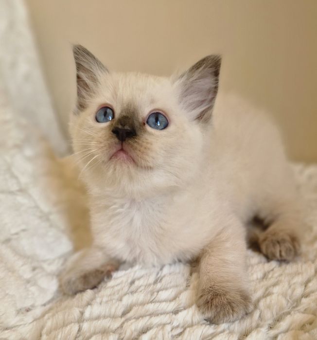Śliczny kocurek ragdoll