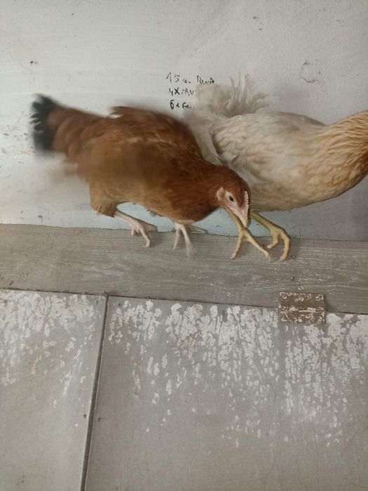 Sprzedam kury nioski 15 tygodniowe