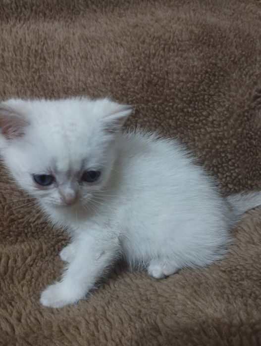 Супер мальчик! Серебристый шиншилла