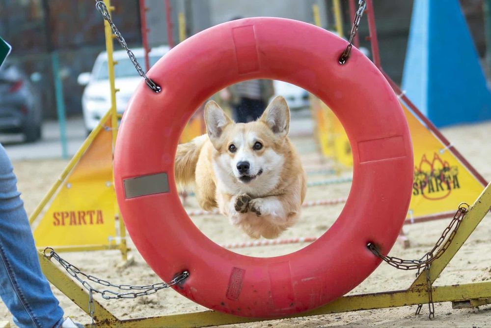 Цуценята вельш корги пемброк