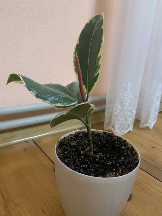 Вазон фікус кімнатний