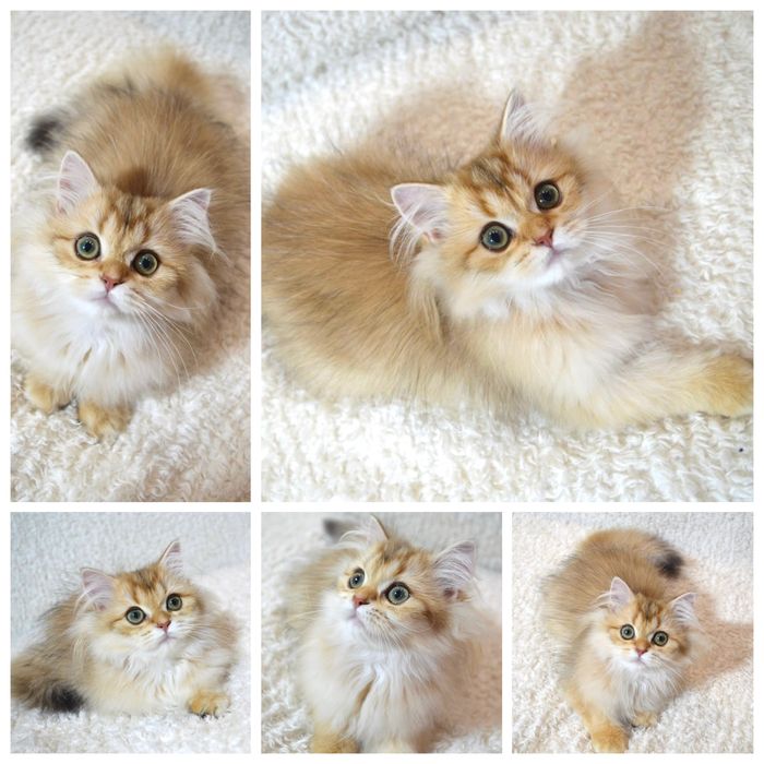 Британська золота шиншила кошенята