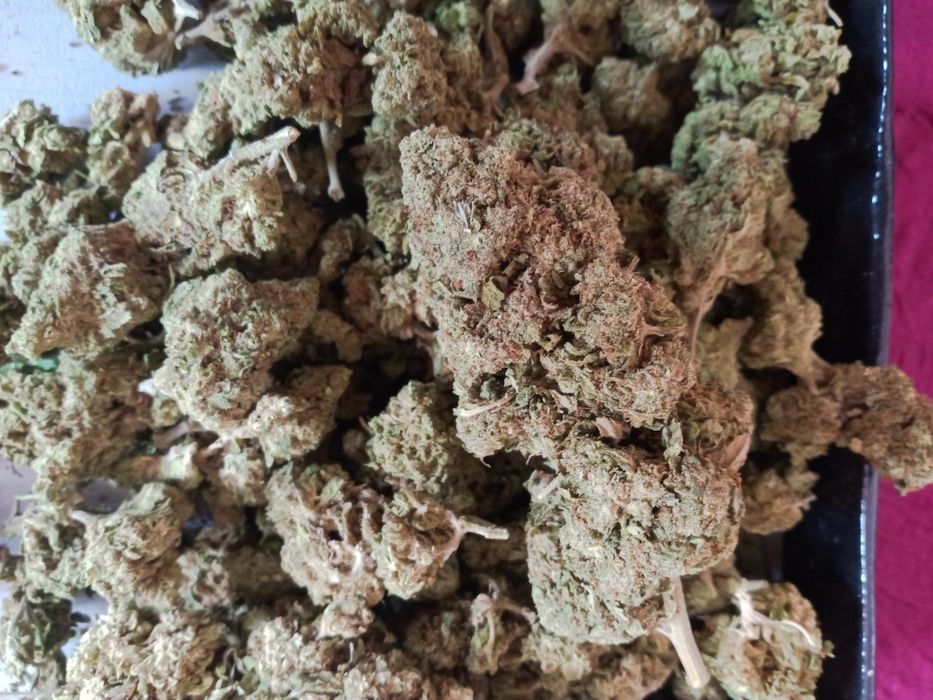 25 gram suszu CBD WHITE WIDOW