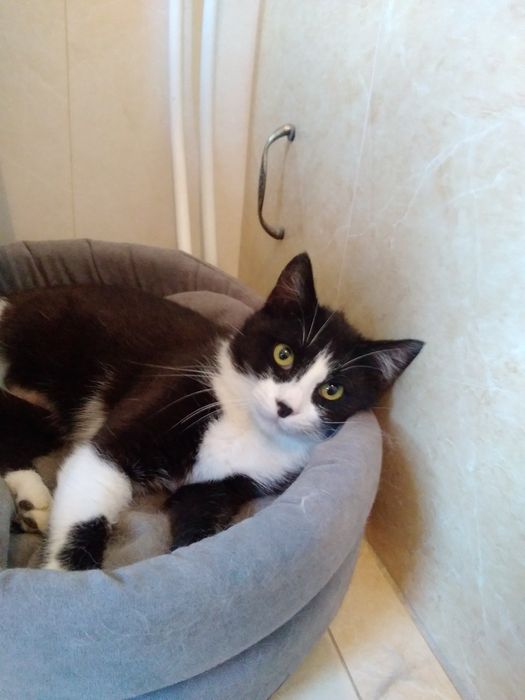 Отдам даром в добрые руки черно-белую кошечку