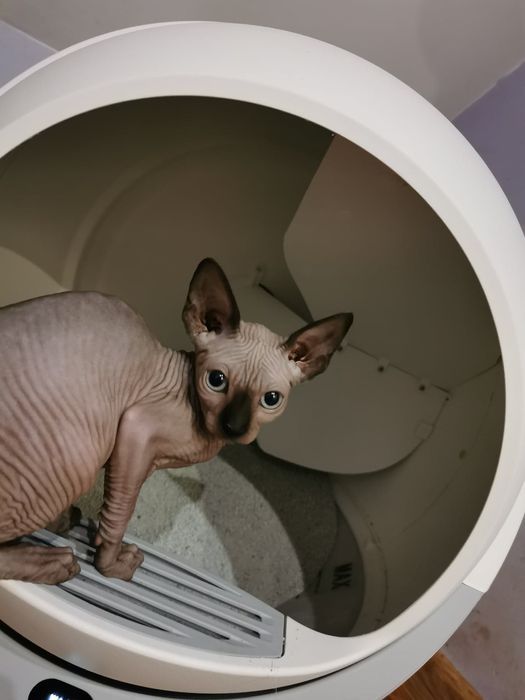 Elektryczna kuweta Petree Kula 1 - Rewolucja w czystości!