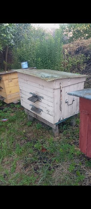 Продам Вулики з Бджолами