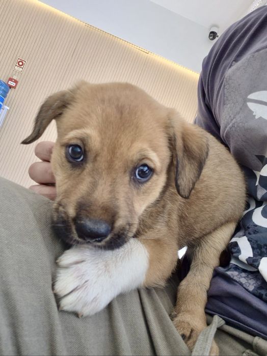 Cães bebés machos adoção responsável