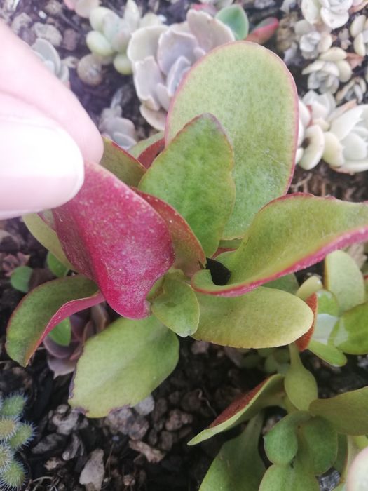 Aeonium arbureum e suculentas