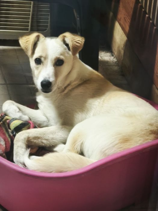 Cadela com 1 ano para adoção