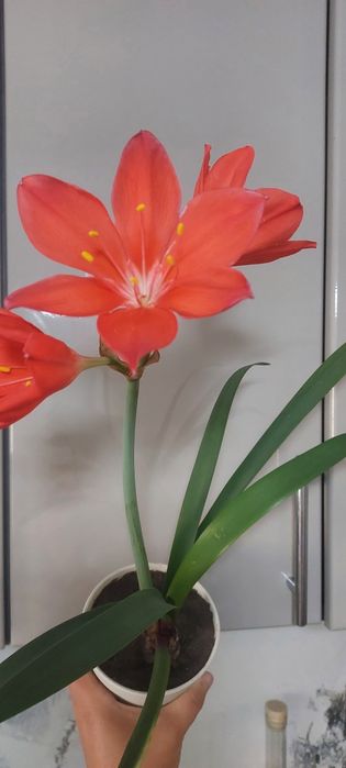 Амариліс пурпуровий, Валлота прекрасна