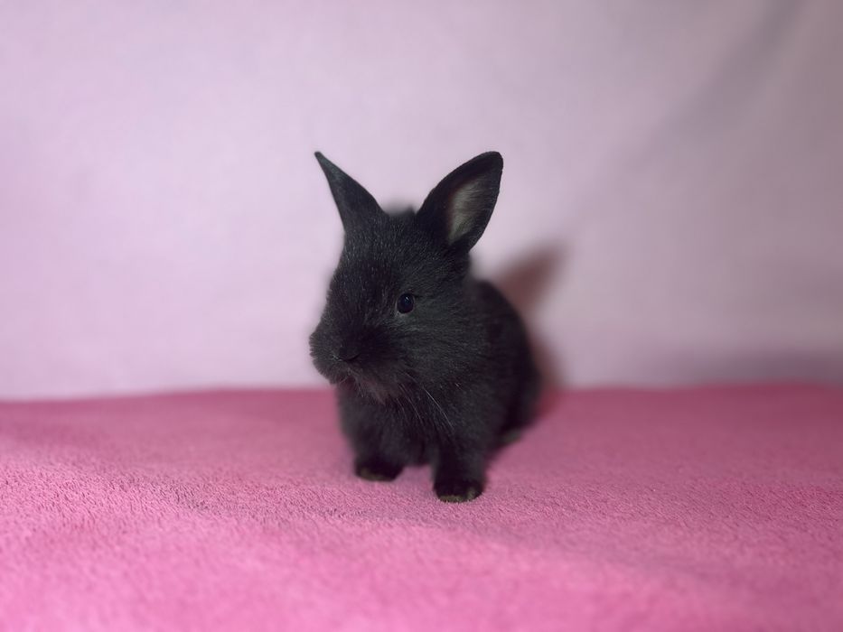 Króliczki miniaturowe - lewki, długowłose