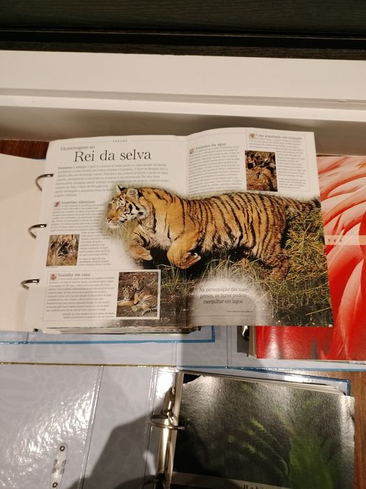 O Fascinante Mundo Animal