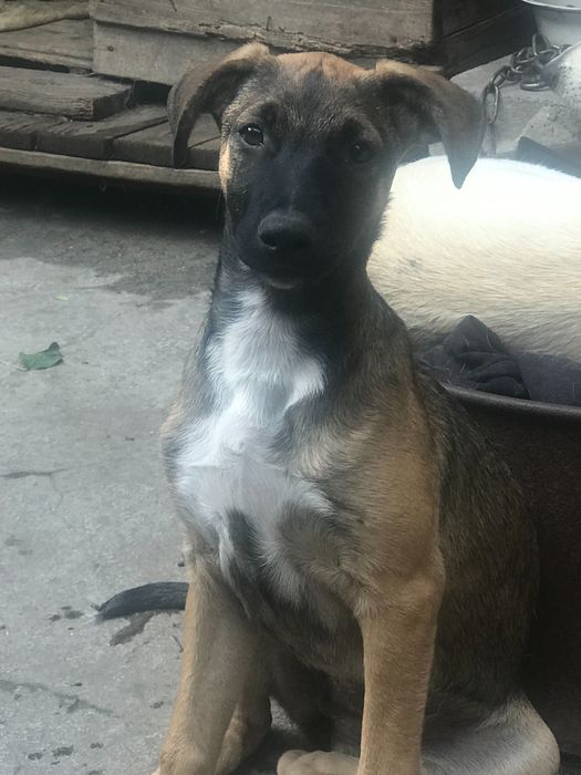 Отдам в хорошие руки