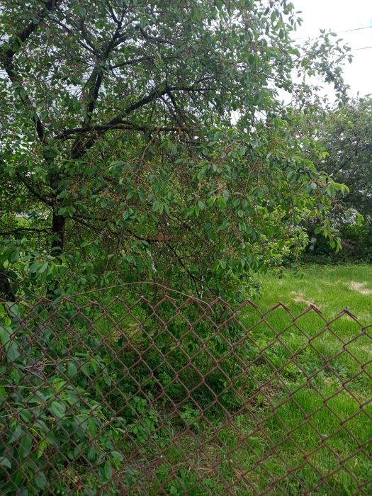 Продам будинок і земельну ділянку 26 сот